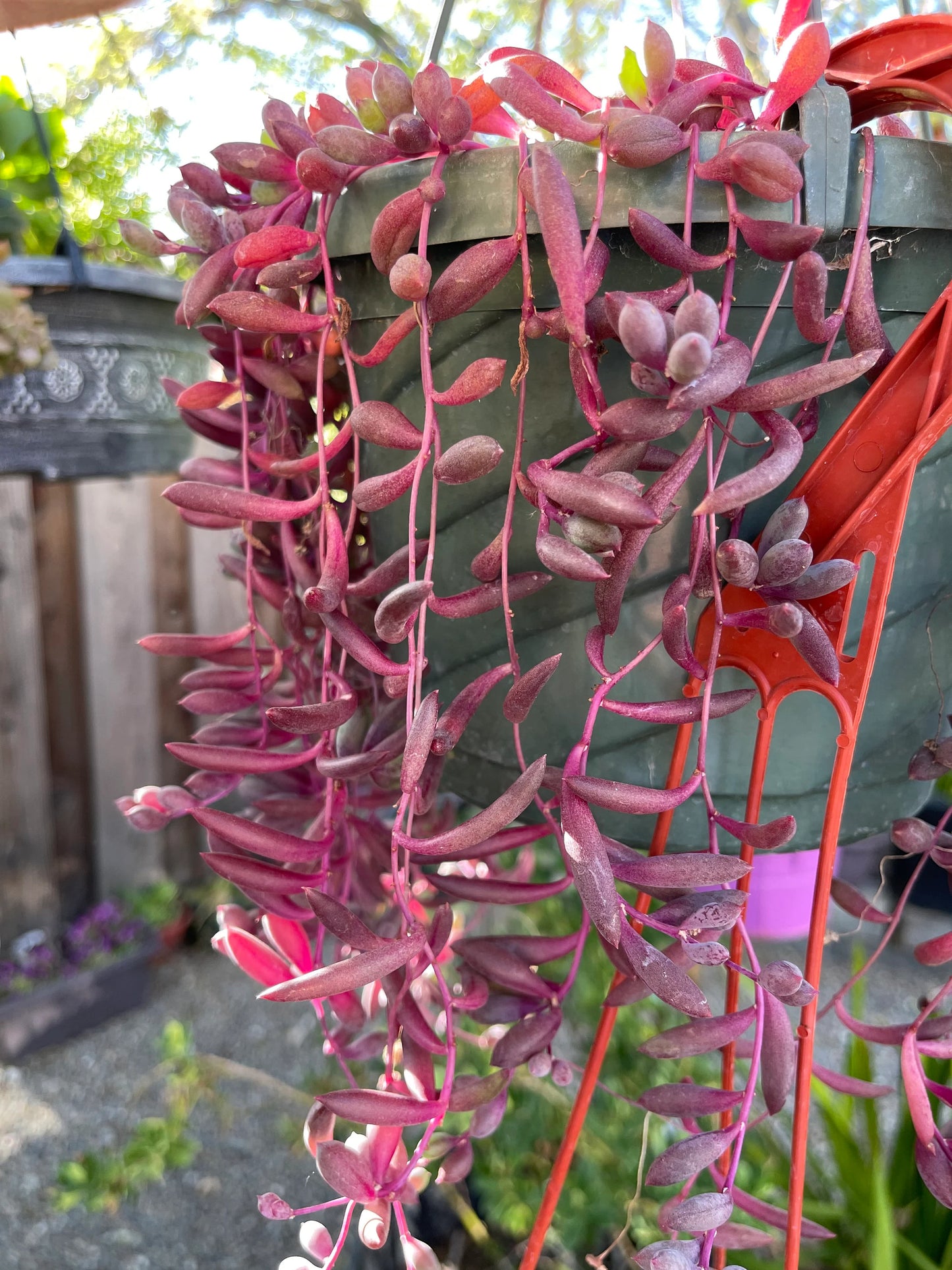 Assorted Succulent Cuttings, Live Plant
