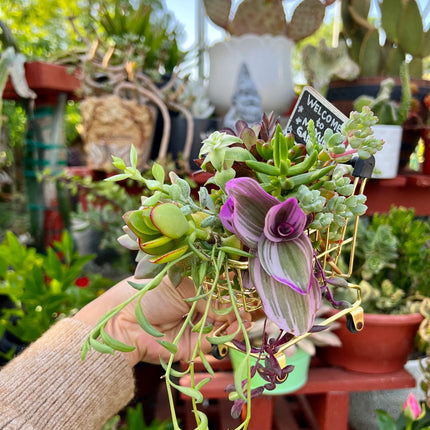 Assorted Succulent Cuttings, Live Plant