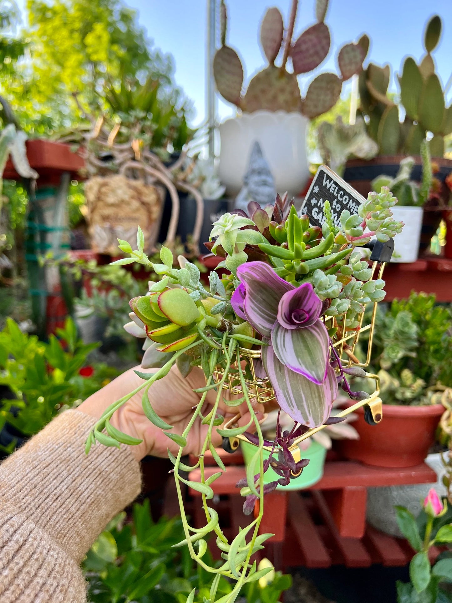 Assorted Succulent Cuttings, Live Plant