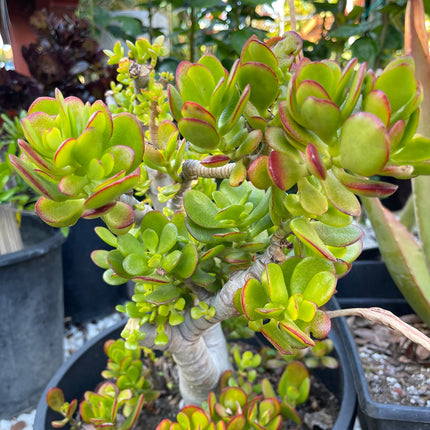 Assorted Succulent Cuttings, Live Plant