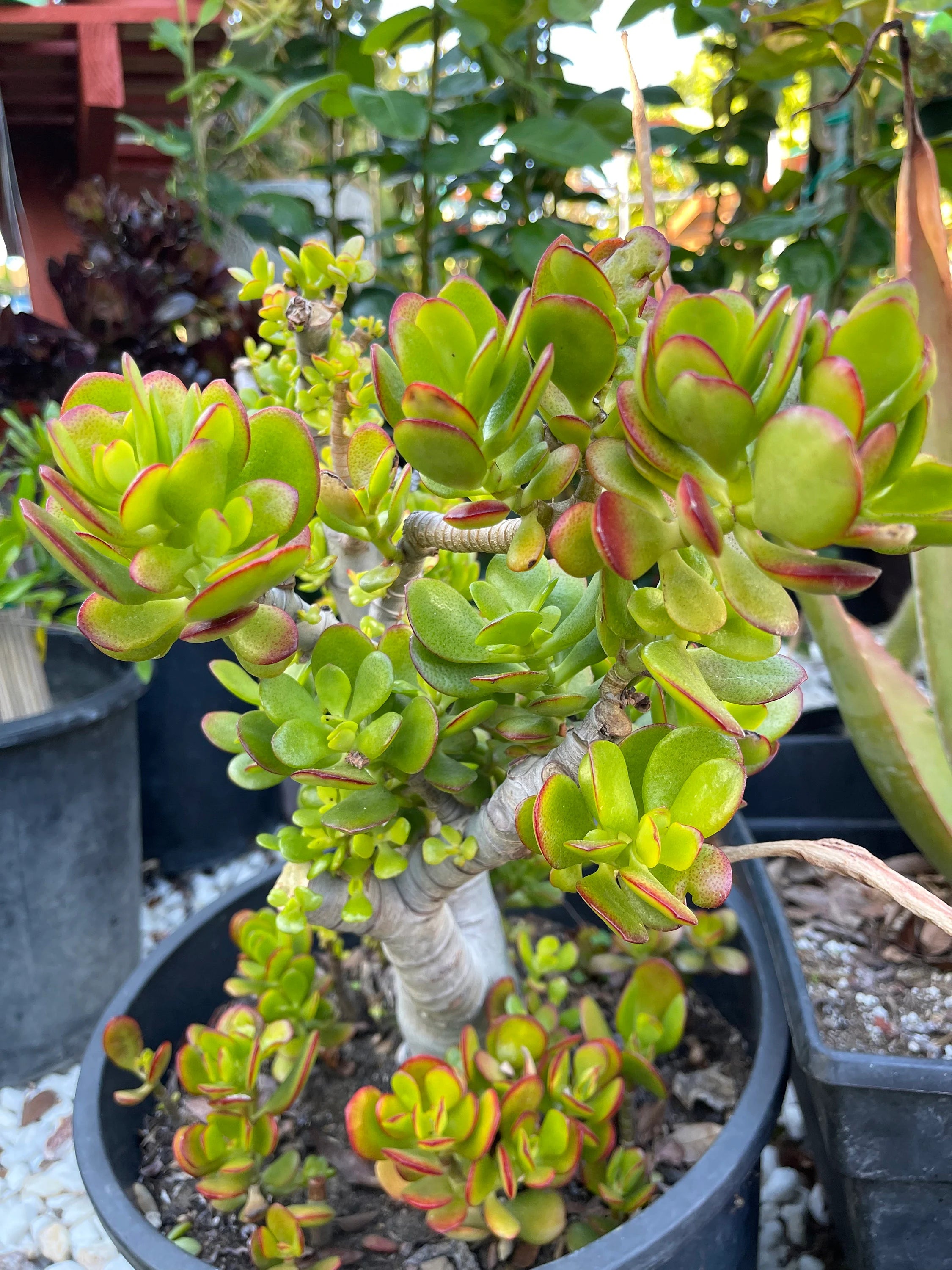 100 succulent cuttings Assorted Succulent Cuttings, Live Plant – Mayumi Garden