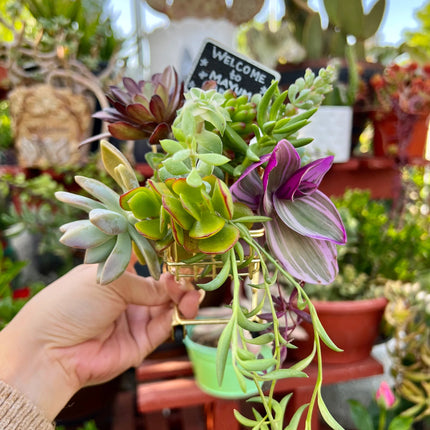 Assorted Succulent Cuttings, Live Plant