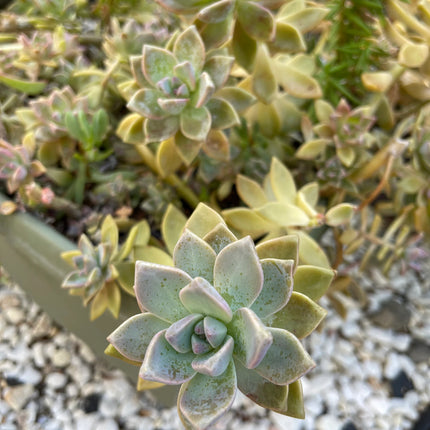 Assorted Succulent Cuttings, Live Plant