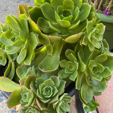 Assorted Succulent Cuttings, Live Plant
