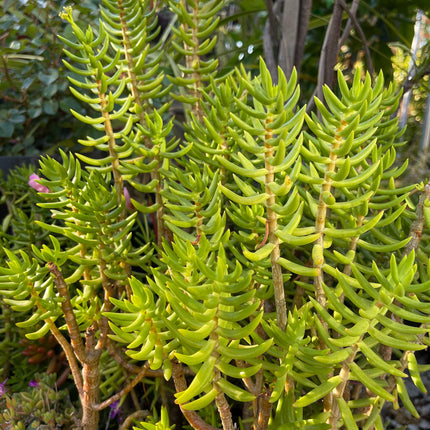 Assorted Succulent Cuttings, Live Plant