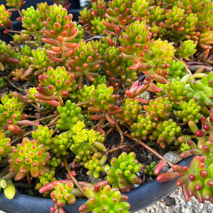 Assorted Succulent Cuttings, Live Plant