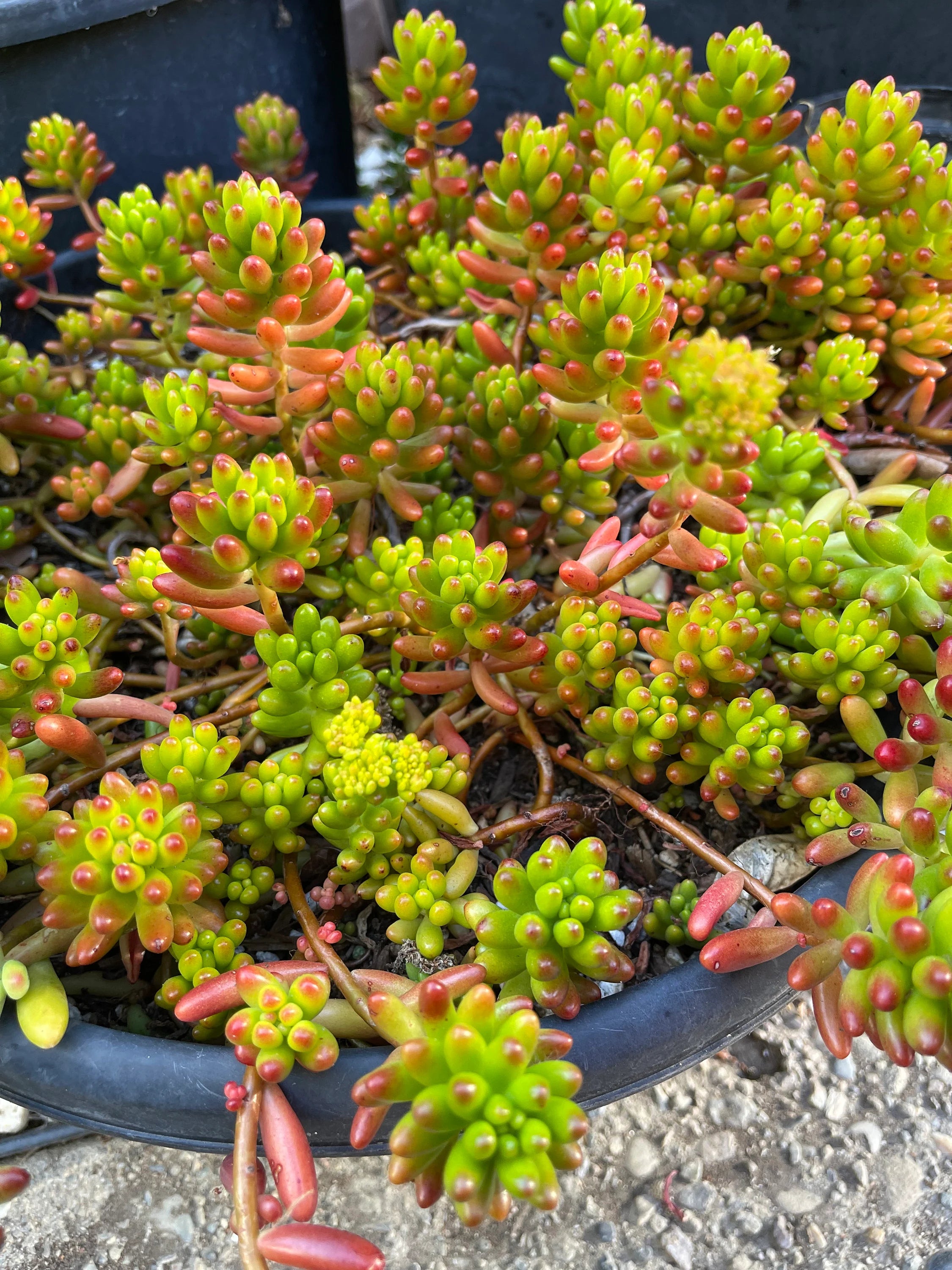 100 succulent cuttings Assorted Succulent Cuttings, Live Plant – Mayumi Garden