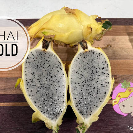 Thai Golden dragon fruit cutting (12") and rooted plant