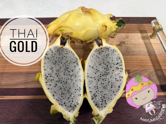 Thai Golden dragon fruit cutting (12") and rooted plant