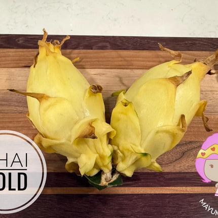 Thai Golden dragon fruit cutting (12") and rooted plant
