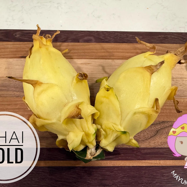 Thai Golden dragon fruit cutting (12") and rooted plant