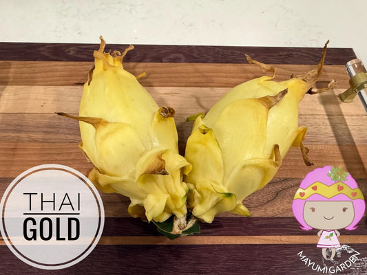 Thai Golden dragon fruit cutting (12") and rooted plant