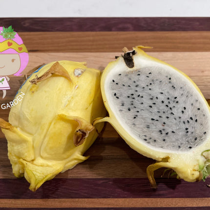 Thai Golden dragon fruit cutting (12") and rooted plant