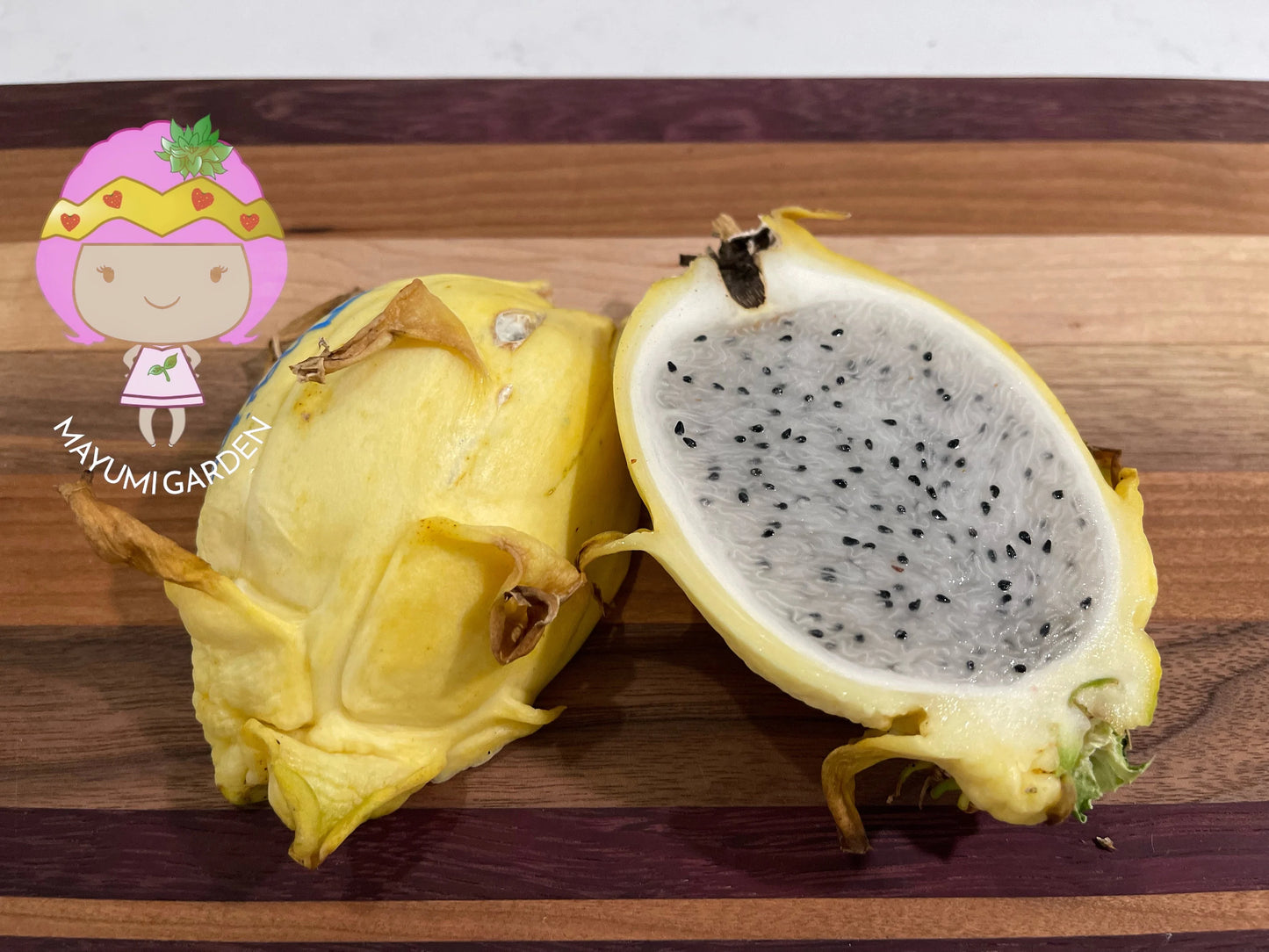 Thai Golden dragon fruit cutting (12") and rooted plant