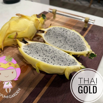 Thai Golden dragon fruit cutting (12") and rooted plant