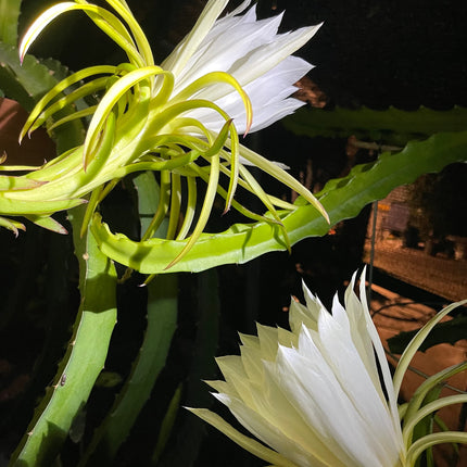 Thai Golden dragon fruit cutting (12") and rooted plant