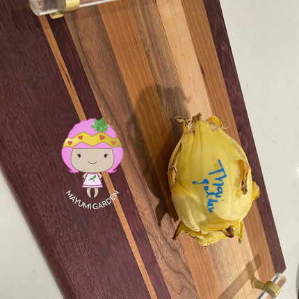 Thai Golden dragon fruit cutting (12") and rooted plant