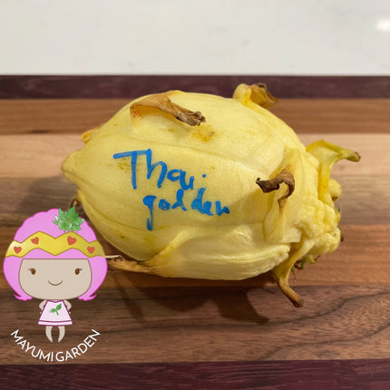 Thai Golden dragon fruit cutting (12") and rooted plant
