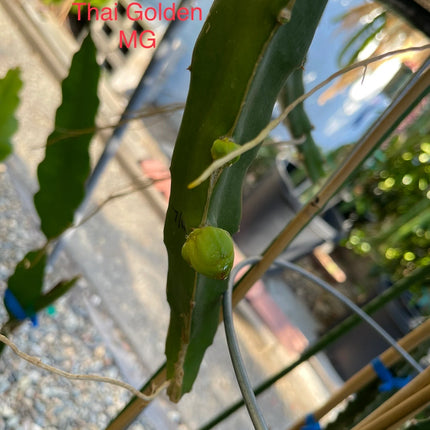 Thai Golden dragon fruit cutting (12") and rooted plant