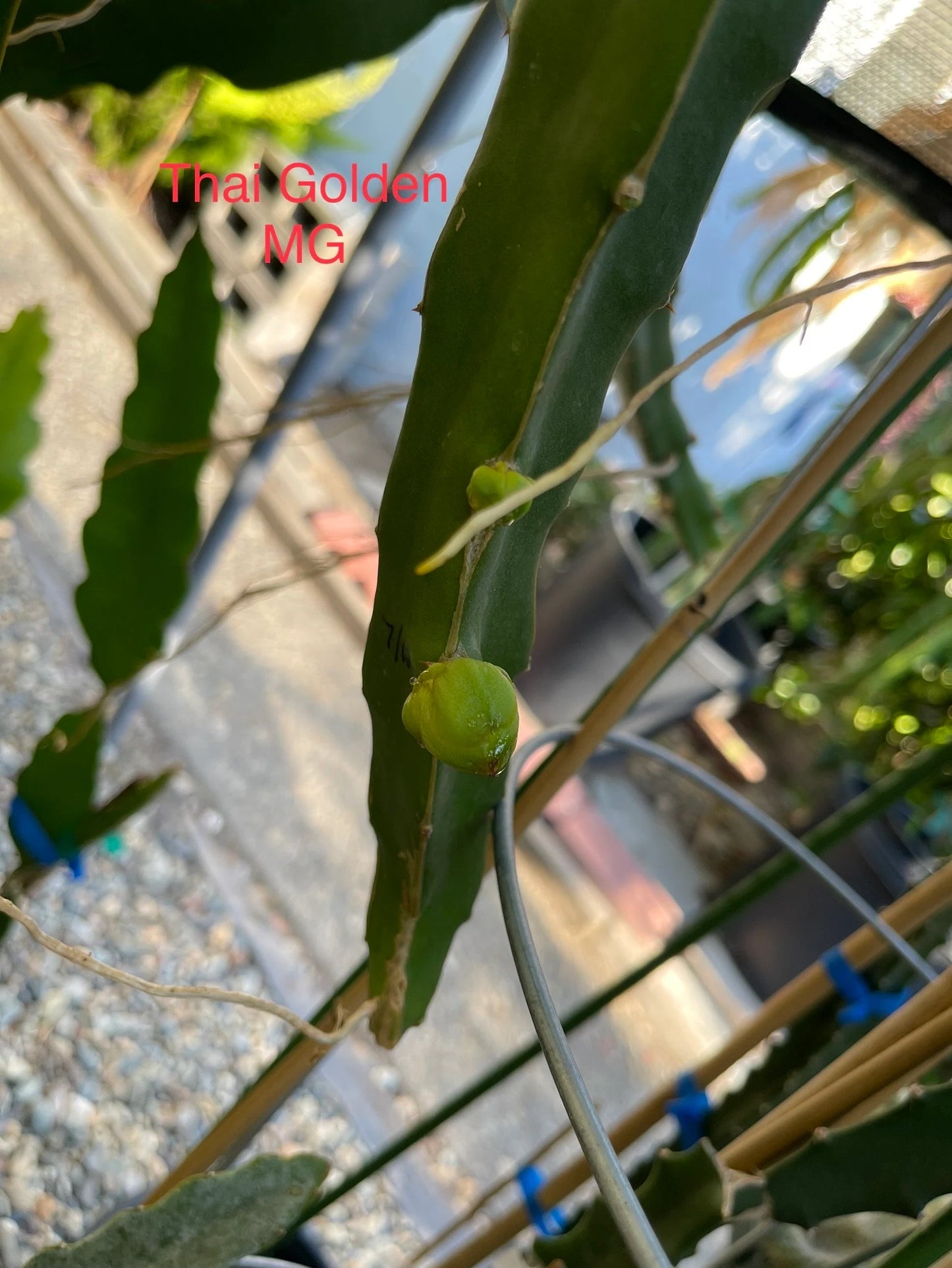 Thai Golden dragon fruit cutting (12") and rooted plant