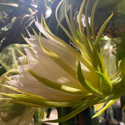Thai Golden dragon fruit cutting (12") and rooted plant