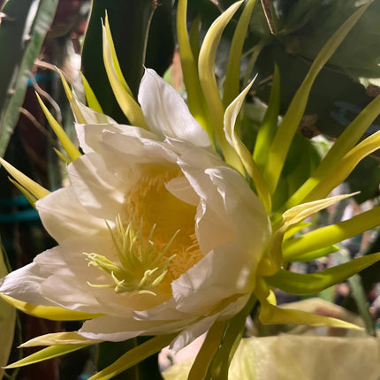 Thai Golden dragon fruit cutting (12") and rooted plant