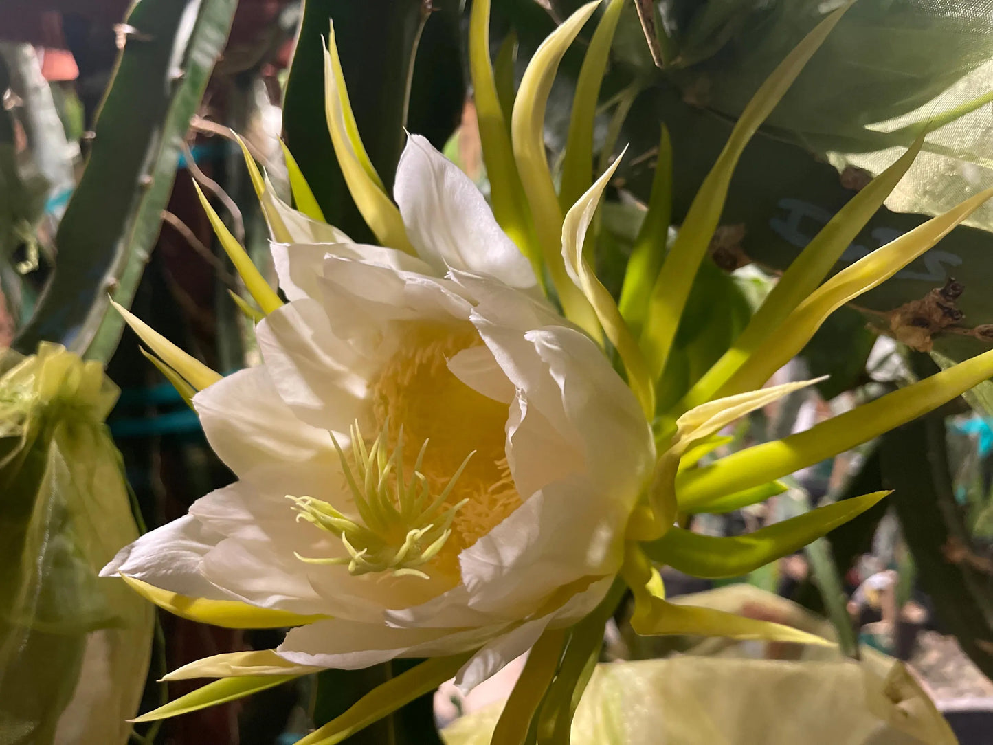 Thai Golden dragon fruit cutting (12") and rooted plant