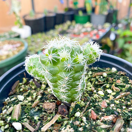 Mammillaria gracilis fragilis ‘Thimble cactus’, Live plant 4"