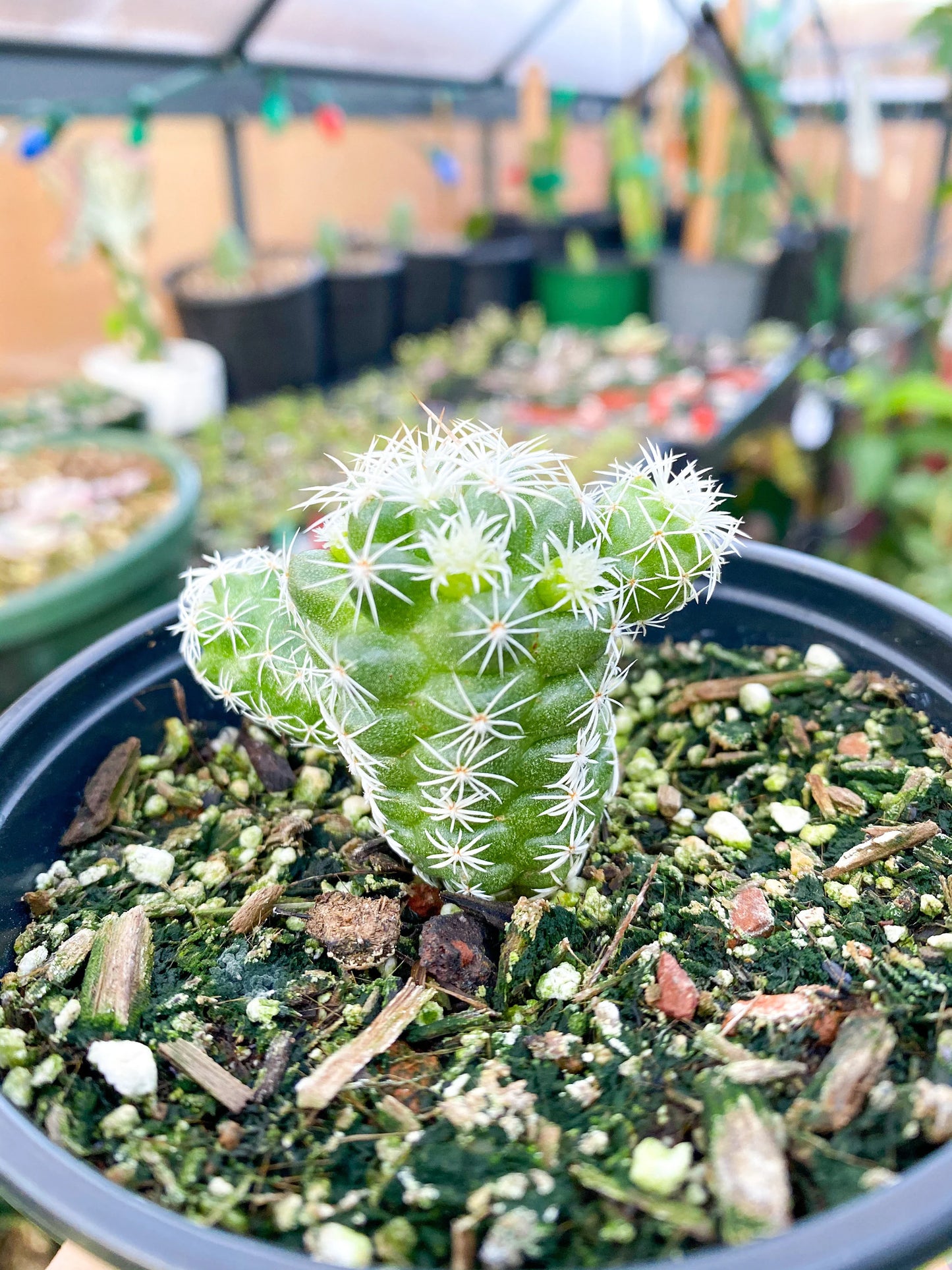 Mammillaria gracilis fragilis ‘Thimble cactus’, Live plant 4"