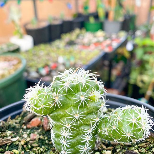 Mammillaria gracilis fragilis ‘Thimble cactus’, Live plant 4"
