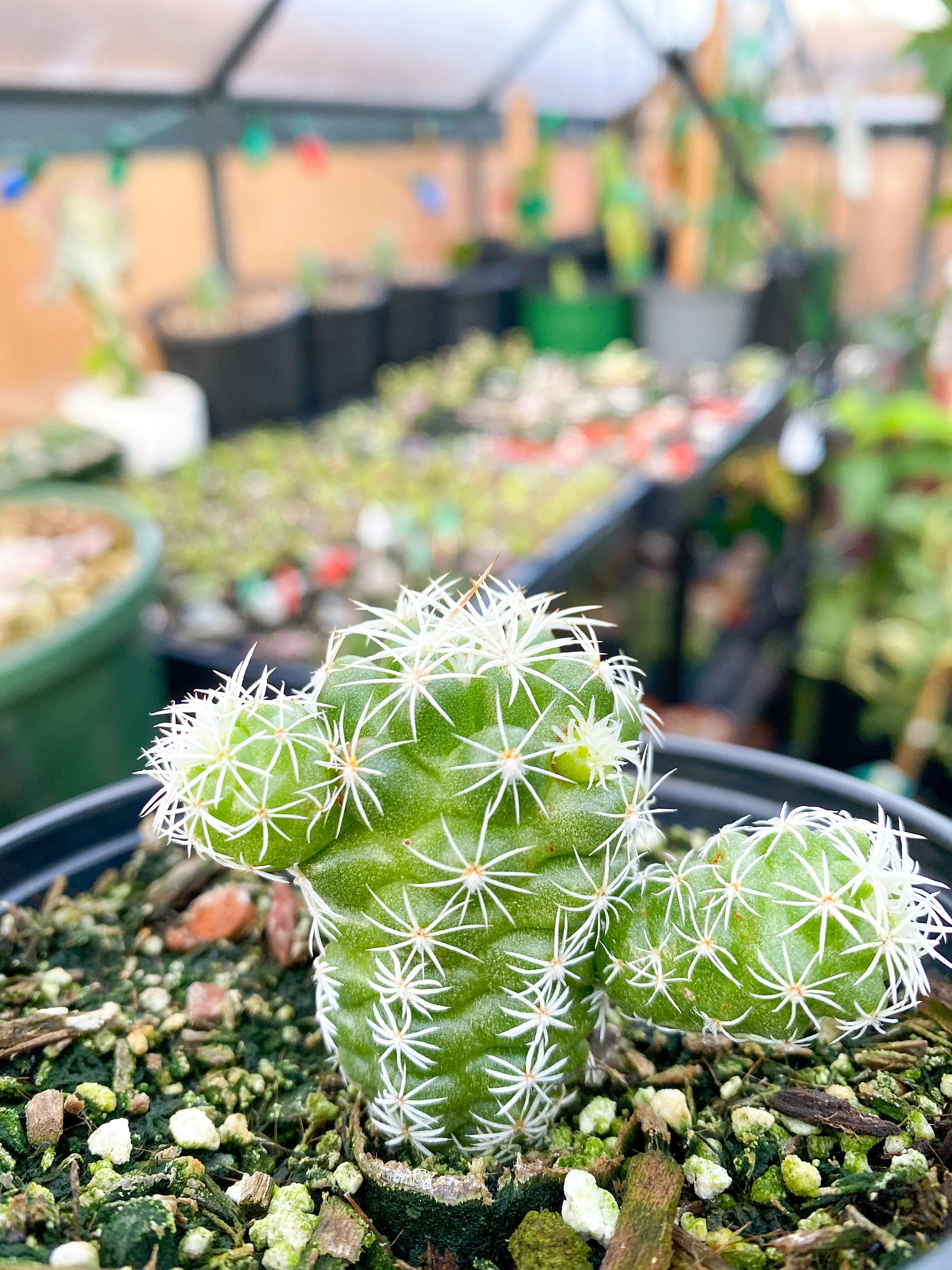 thimble succulent Mammillaria gracilis fragilis ‘Thimble cactus’, Live plant 4"