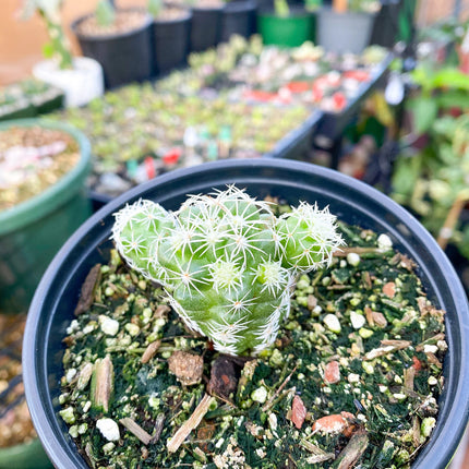 Mammillaria gracilis fragilis ‘Thimble cactus’, Live plant 4"