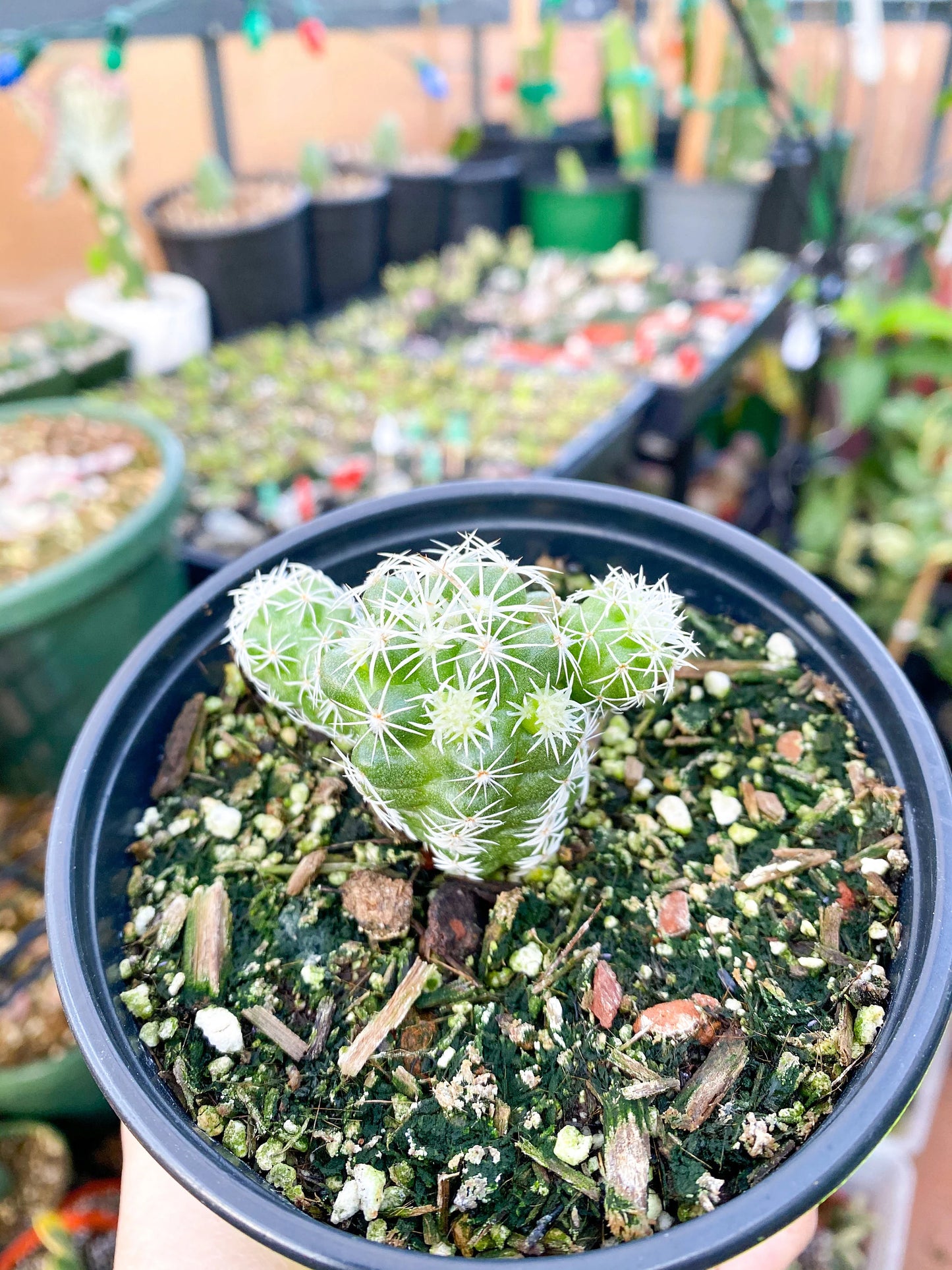 Mammillaria gracilis fragilis ‘Thimble cactus’, Live plant 4"
