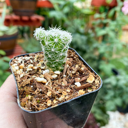 Mammillaria gracilis fragilis ‘Thimble cactus’, Live plant 2"