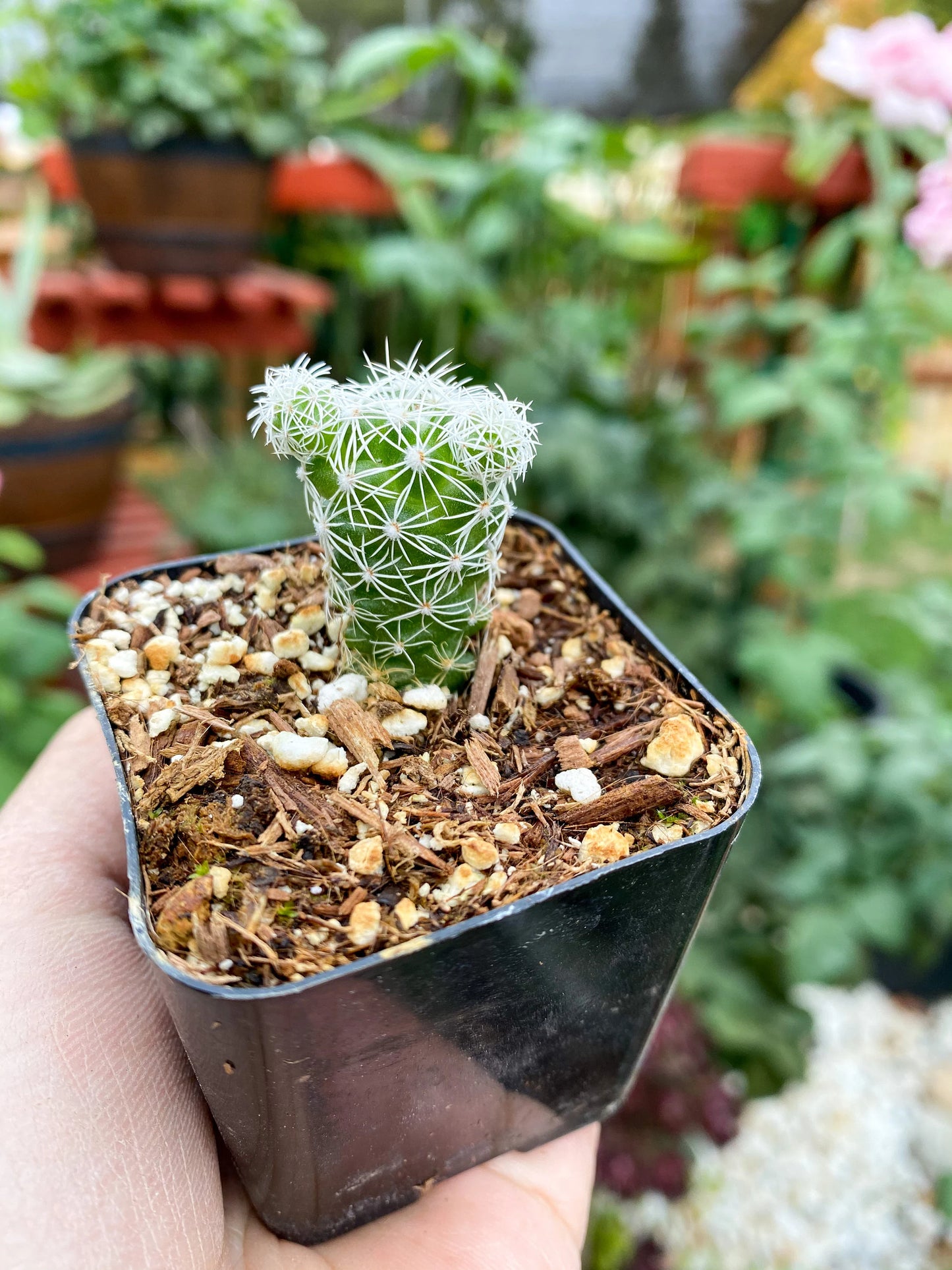 Mammillaria gracilis fragilis ‘Thimble cactus’, Live plant 2"