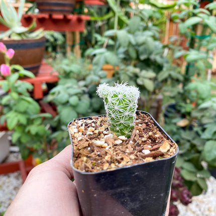Mammillaria gracilis fragilis ‘Thimble cactus’, Live plant 2"