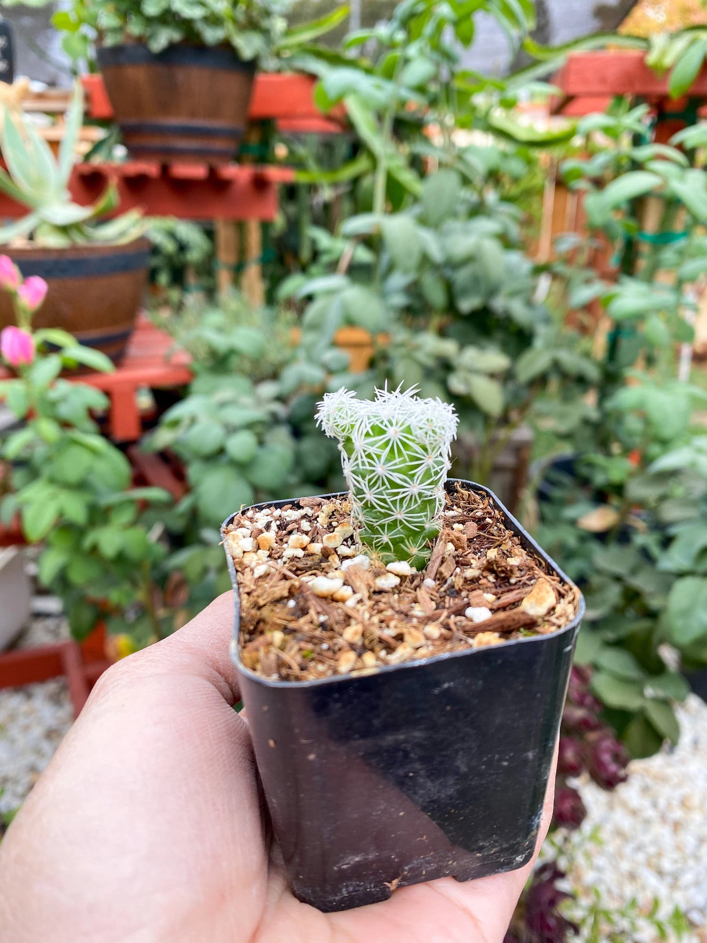 Mammillaria gracilis fragilis ‘Thimble cactus’, Live plant 2"