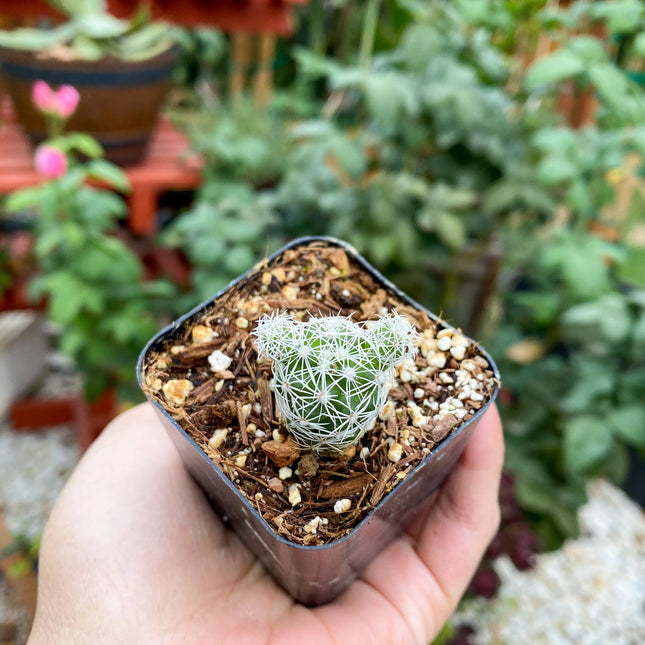 Mammillaria gracilis fragilis ‘Thimble cactus’, Live plant 2"