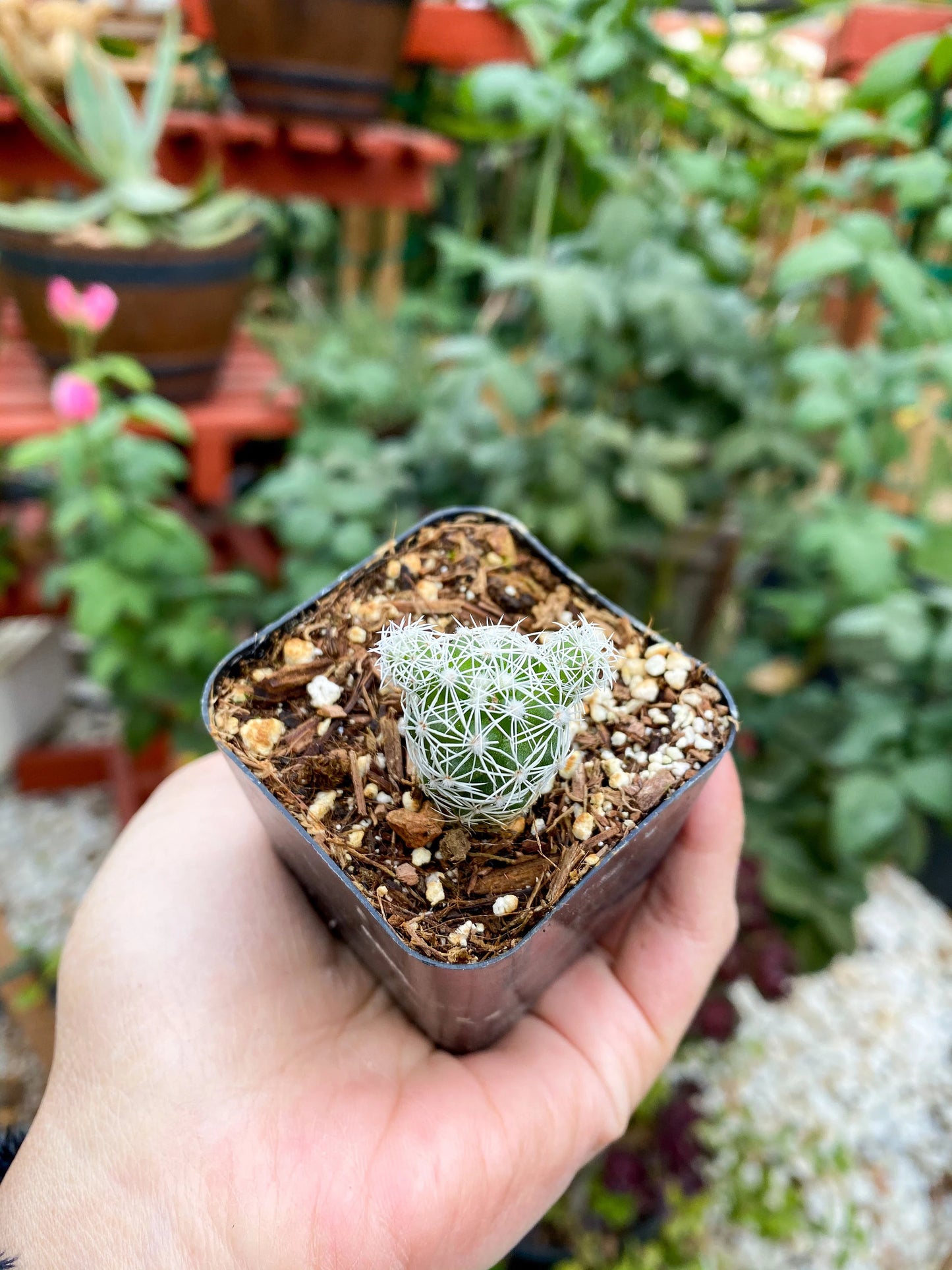 Mammillaria gracilis fragilis ‘Thimble cactus’, Live plant 2"