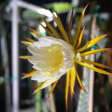 Valdivia Roja Dragon Fruit live plants and cuttings