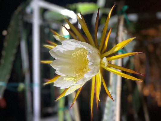 Valdivia Roja Dragon Fruit live plants and cuttings