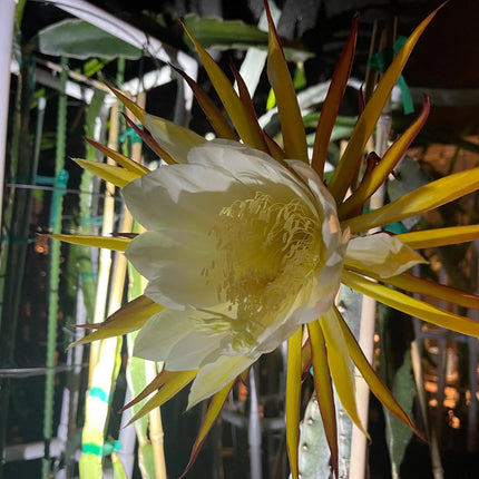 Valdivia Roja Dragon Fruit live plants and cuttings