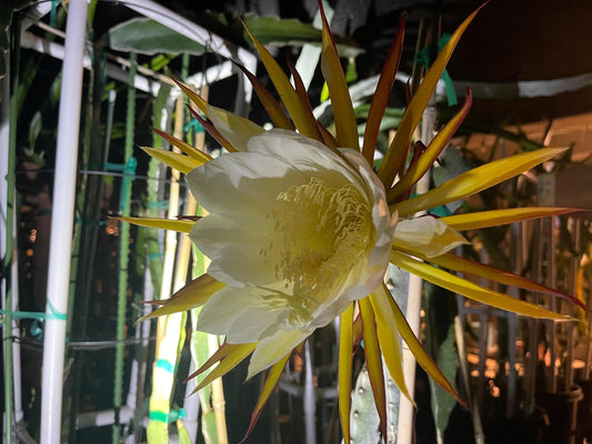 Valdivia Roja Dragon Fruit live plants and cuttings