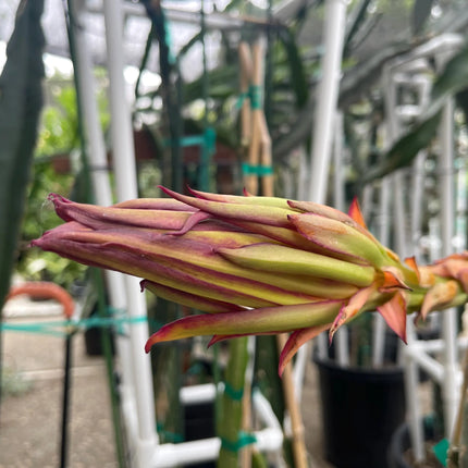 Valdivia Roja Dragon Fruit live plants and cuttings