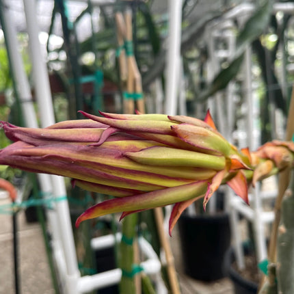 Valdivia Roja Dragon Fruit live plants and cuttings