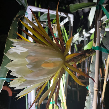 Valdivia Roja Dragon Fruit live plants and cuttings