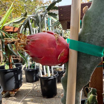 Valdivia Roja Dragon Fruit live plants and cuttings
