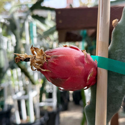 Valdivia Roja Dragon Fruit live plants and cuttings