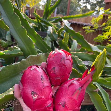 Well Rooted Tricia, Edgar’s baby, Palora & Seoul Kitchen, Desert King, Ocamponis, Ohana Express, Desert Princess…. Dragon fruit- pitaya