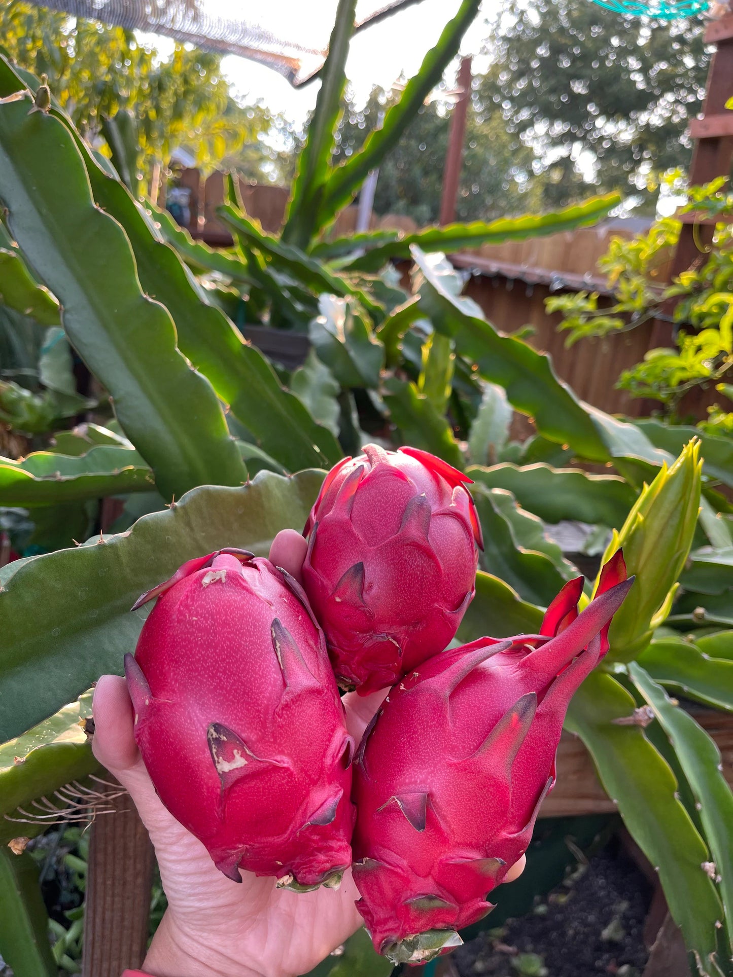 Well Rooted Tricia, Edgar’s baby, Palora & Seoul Kitchen, Desert King, Ocamponis, Ohana Express, Desert Princess…. Dragon fruit- pitaya